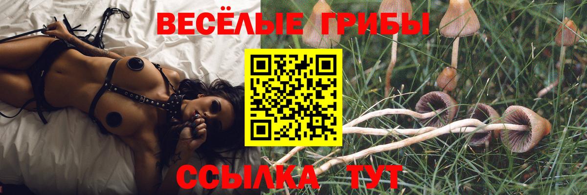Псилоцибиновые грибы Psilocybine cubensis Тихорецк
